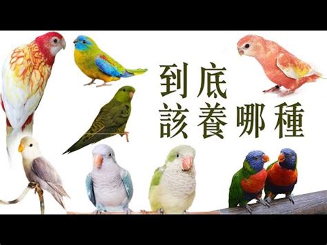 養什麼鳥好